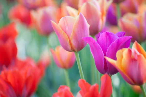 Bed of tulips — Stock Photo, Image