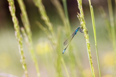 yusufçuk bir bıçak çimen