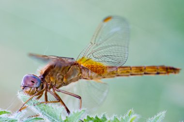 yusufçuk bir bıçak çimen