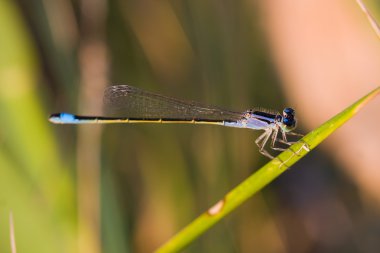 yusufçuk bir bıçak çimen