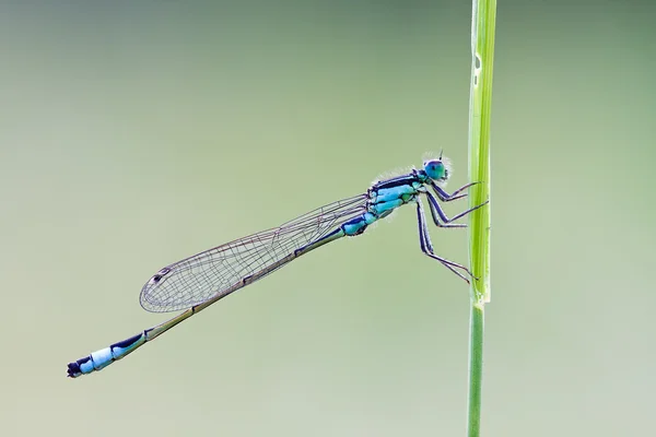 yusufçuk bir bıçak çimen