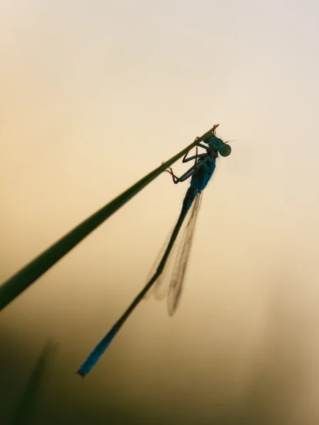 Una libélula sobre una brizna de hierba — Foto de Stock