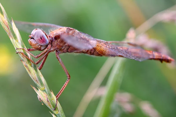 yusufçuk bir bıçak çimen