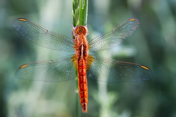 A dragonfly on a blade of grass — Stock Photo, Image