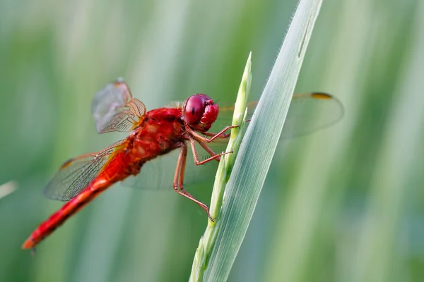 Красная стрекоза на траве — стоковое фото
