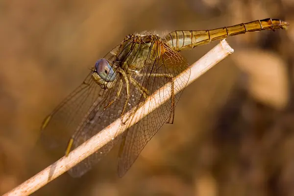 yusufçuk bir bıçak çimen