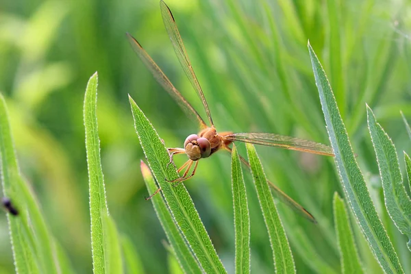 Una libélula sobre una brizna de hierba — Foto de Stock