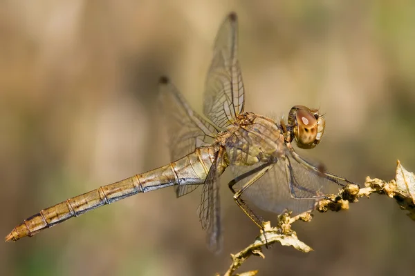 A dragonfly on a blade of grass — Stock Photo, Image