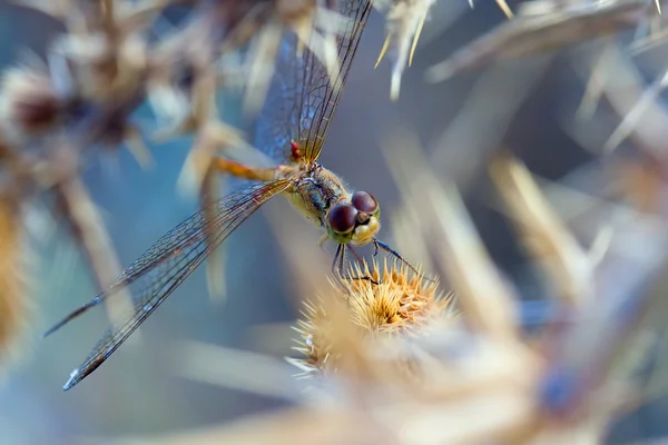 Uma libélula numa lâmina de relva — Fotografia de Stock