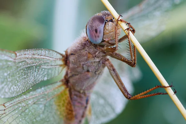yusufçuk bir bıçak çimen
