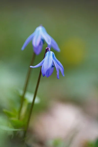 İlk bahar çiçekleri