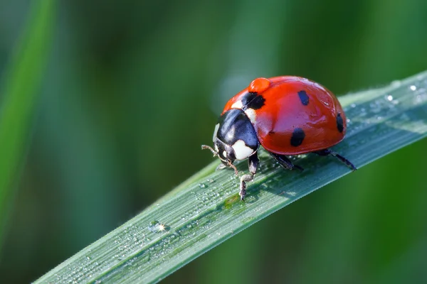 Coccinella su una foglia d'erba con gocce di rugiada Foto Stock