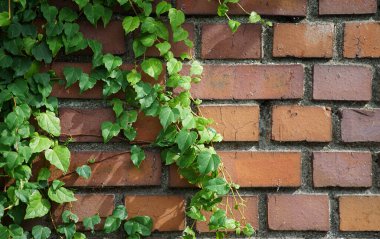 Tuğla ve yeşil yapraklardan oluşan duvar                               