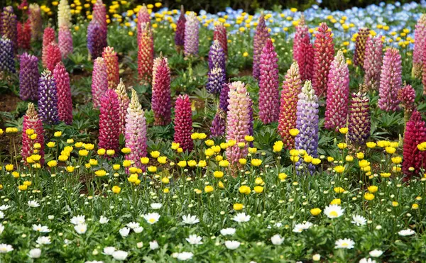 Kolorowe Kwiaty Łubinu Parku Słoneczny Dzień — Zdjęcie stockowe