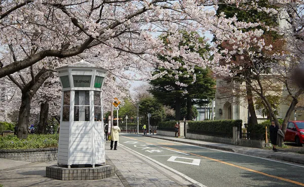 春の桜の街 — ストック写真