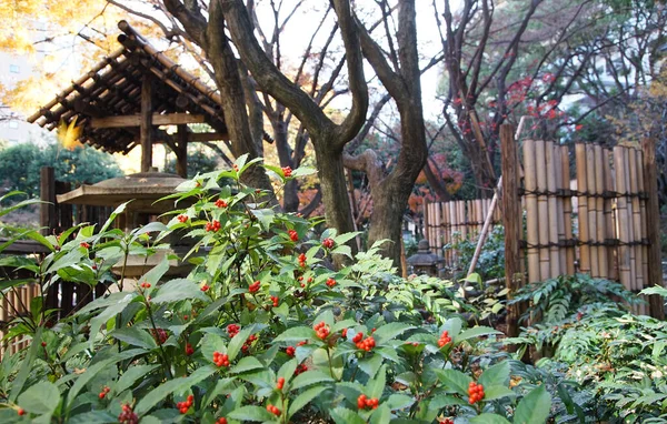 Des Baies Rouges Dans Verdure Jardin Japonais — Photo