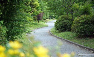 Güneşli bir günde yeşillikle park gezintisi                               