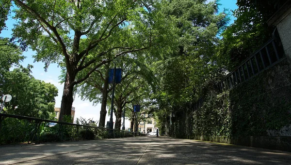 Green Tree Lined Streets City Clear Blue Sky Day — Stock Photo, Image