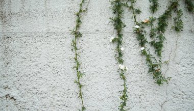 Duvarda sürünen küçük beyaz sarmaşık çiçekleri.                               