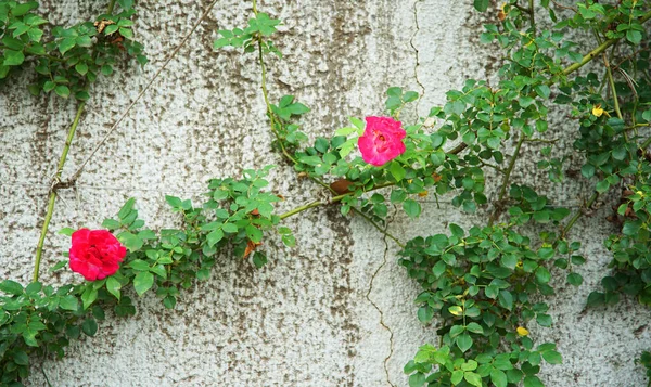 Red Flowers Crawling Ivy Garden Wall — Stock Photo, Image