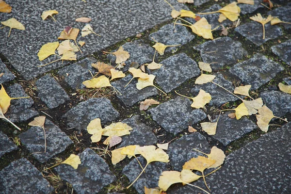 秋に歩道の表面に落ちた葉 — ストック写真