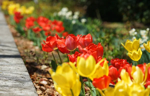 Kwiaty Wielobarwnych Tulipanów — Zdjęcie stockowe