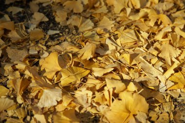 Sonbahar mevsiminde kaldırımda yere düşen sarı yapraklar.                               