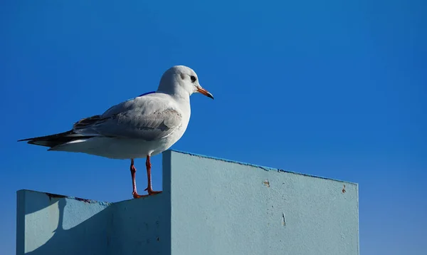 Resting Seabirds Clear Blue Sky Day — Stock Photo, Image