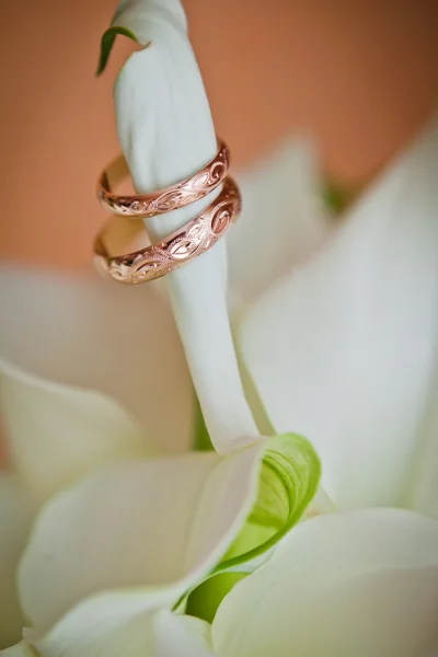 Anillos de boda de oro — Foto de Stock