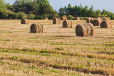 saman haystacks tahıl alanda
