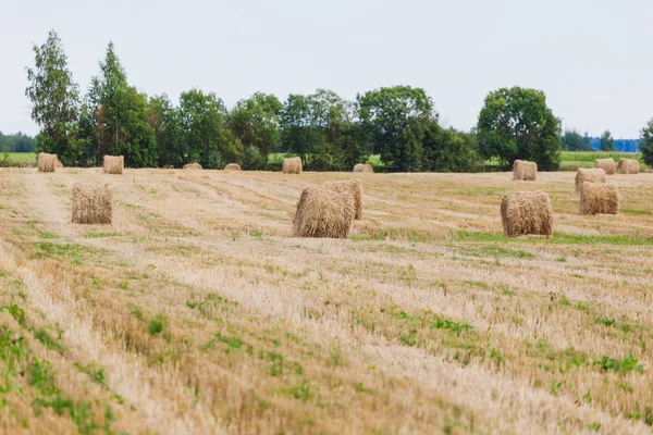 Straw Haystacks on the grain field — Stock Photo, Image