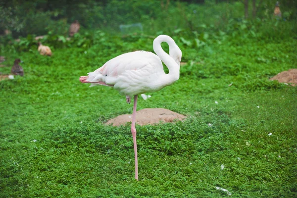 Flamingo fågel — Stockfoto