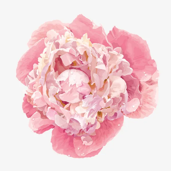 Pink peony flower — Stock Vector