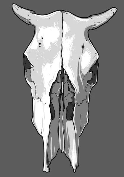 Set of skull cow — Stock Vector