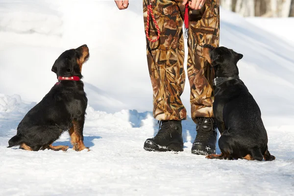 The man trains two puppies of a Jagdterrier — Stock Photo, Image