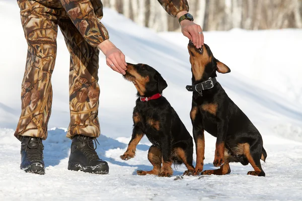 Adam iki yavru av doğurmak (Jagdterrier trenler)