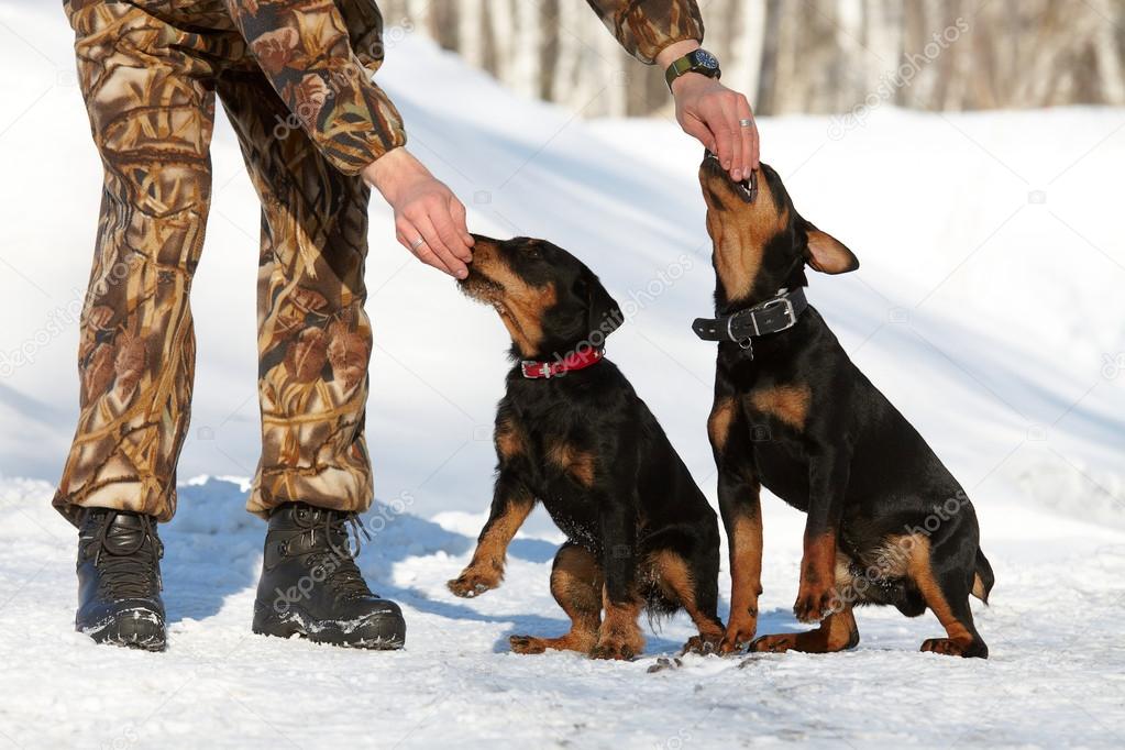 The man trains two puppies of hunting breed (Jagdterrier)