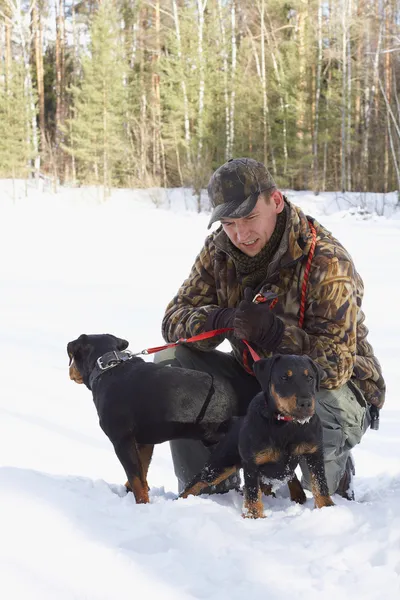 The man holds on a lead of two hunting dogs Jagdterriers in the — Stock Photo, Image