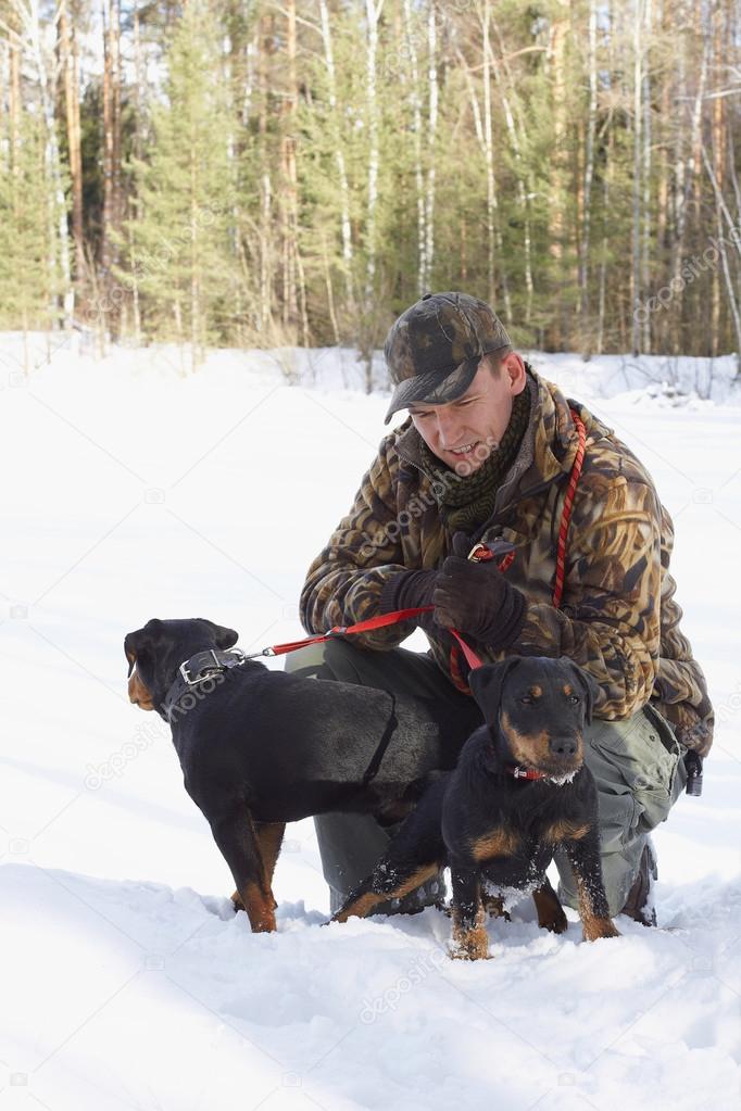 The man holds on a lead of two hunting dogs Jagdterriers in the