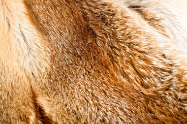 tilki kürk arka plan