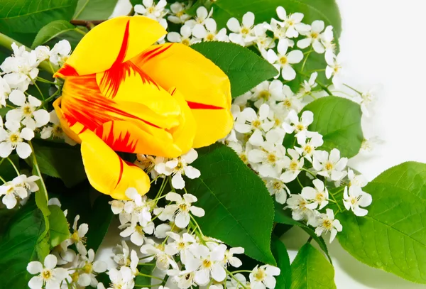 Yellow tulip in bouquet of white cherry — Stock Photo, Image