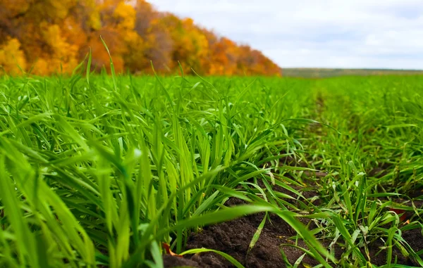 Grano invernale sullo sfondo foresta autunnale — Foto Stock