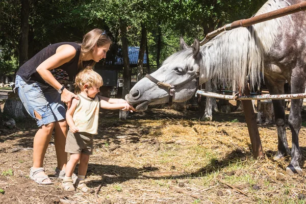 Mamá con caballo de alimentación infantil de dos años —  Fotos de Stock