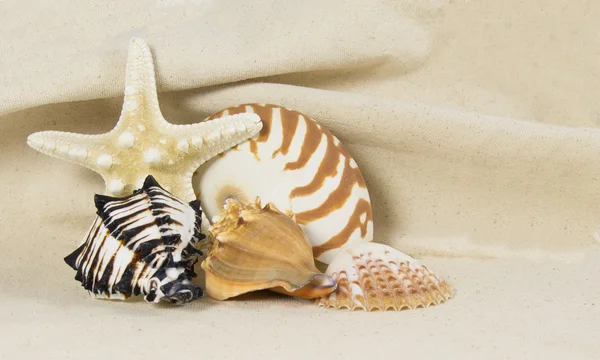 Sea shell still life — Stock Photo, Image