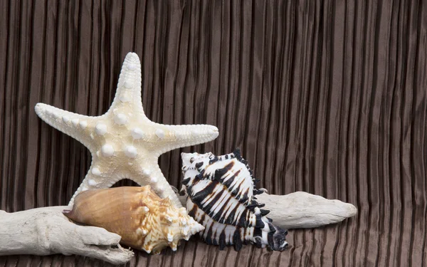 Deniz kabuklarını driftwood kahverengi zemin üzerinde — Stok fotoğraf