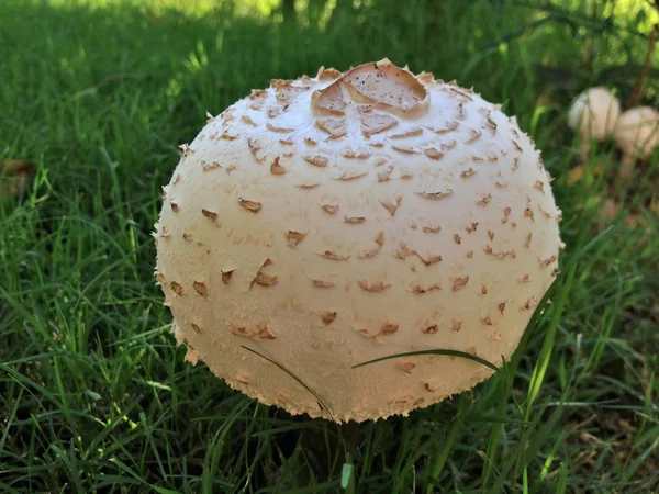 Ядовитый гриб — стоковое фото