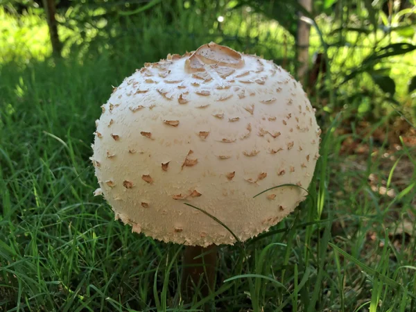 Ядовитый гриб — стоковое фото