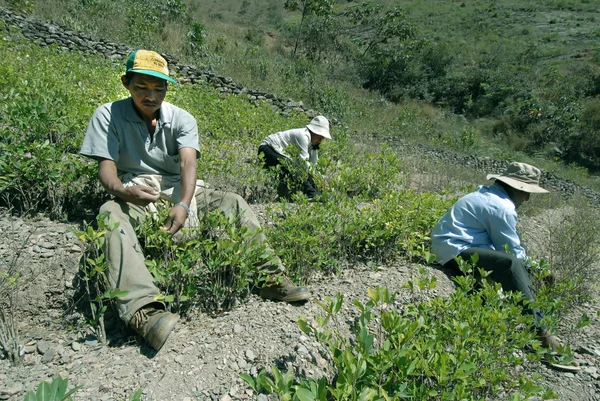 Bolivian farmers — Stock Photo, Image