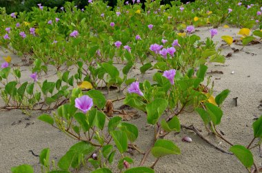 bitkiler üzerinde kum