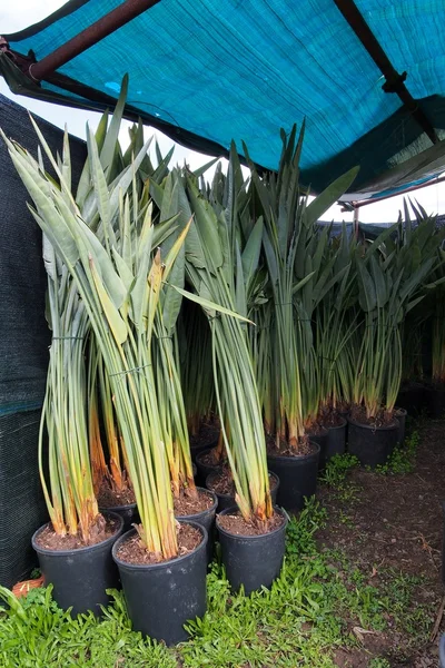 Strelicia roślin — Zdjęcie stockowe